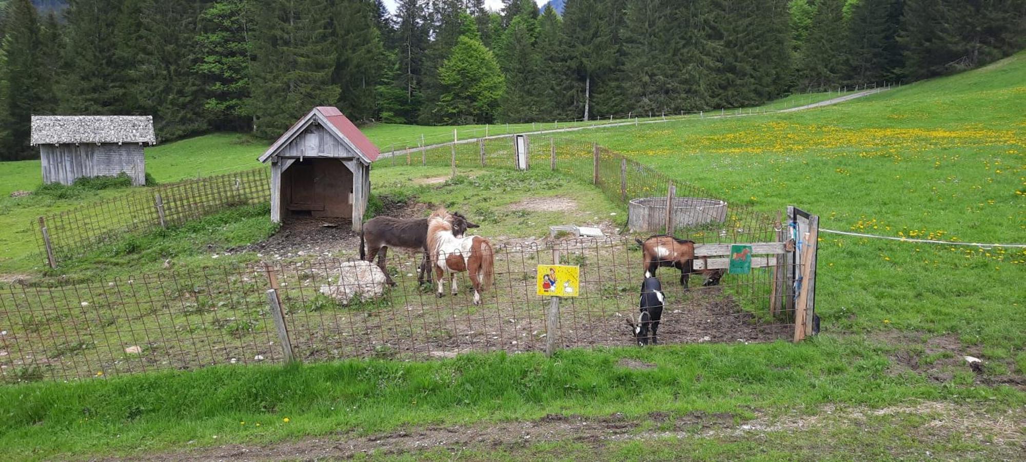 Vila Jausenstation Neuschwand Hittisau Exteriér fotografie